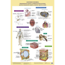 Анатомия человека. Эндокринные железы, лимфатическая система, органы иммунной защиты, органы чувств и кожа (в тубусе)