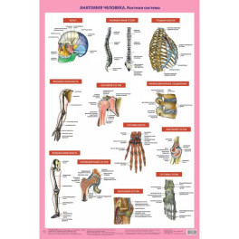 Анатомия человека. Костная система (в тубусе)